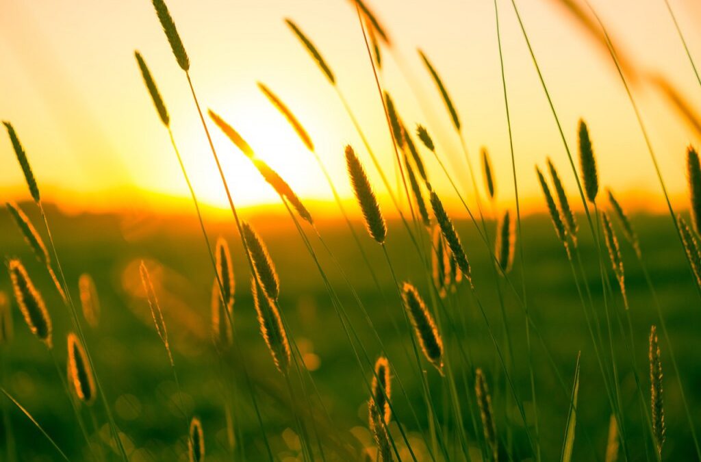 Alberta: #UCC150 Summer Job Available